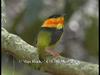 Orange-collared Manakin (Manacus aurantiacus)