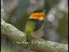 Orange-collared Manakin (Manacus aurantiacus)