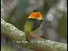 Orange-collared Manakin (Manacus aurantiacus)