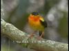 Orange-collared Manakin (Manacus aurantiacus)