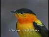 Orange-collared Manakin (Manacus aurantiacus)