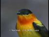 Orange-collared Manakin (Manacus aurantiacus)