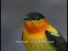 Orange-collared Manakin (Manacus aurantiacus)