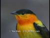 Orange-collared Manakin (Manacus aurantiacus)