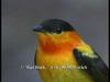 Orange-collared Manakin (Manacus aurantiacus)