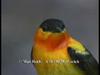 Orange-collared Manakin (Manacus aurantiacus)