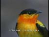 Orange-collared Manakin (Manacus aurantiacus)