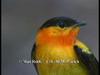 Orange-collared Manakin (Manacus aurantiacus)