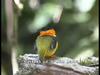 Orange-collared Manakin (Manacus aurantiacus)