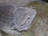 Bearded Dragon (Pogona vitticeps) on his heat rock