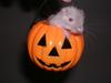 Baby gerbil in a pumpkin