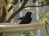 Common blackbird bathing