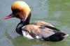 Red-crested Pochard (Rhodonessa rufina)