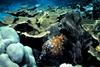 American Whitespotted Filefish (Cantherhines macrocerus)