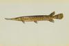 Spotted Gar (Lepisosteus oculatus)