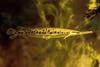 Spotted Gar (Lepisosteus oculatus)