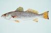 Spotted Seatrout (Cynoscion nebulosus)