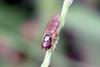 Small Hoverfly