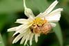 Apis mellifera (Western Honeybee)