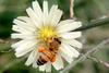 Apis mellifera (Western Honeybee)