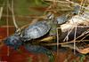 Turtles (sliders)001