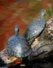 Turtles (sliders)002
