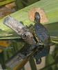 Turtles (sliders)004