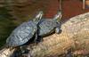 Turtles (sliders)005