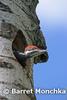 Pileated Woodpecker - Dryocopus pileatus