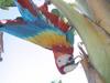 Macaw - scarlet macaw (Ara macao)