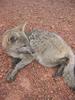 Rupununi fox