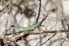 Acrida cinerea (Green Hopper)