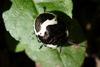 Poecilocoris lewisi (Clown Stink Bug nymph)