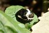 Poecilocoris lewisi (Clown Stink Bug nymph)