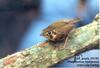 White-throated Spadebill (Platyrinchus mystaceus)