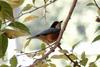 Parus varius (Varied Tit)