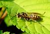 Polistes chinensis antennalis (Asian Paper Wasp)