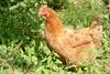 Gallus gallus domesticus (Domestic Chicken)