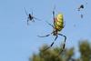 Nephila clavata (Golden Orb-web Spider)