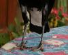 Australian Magpie trousers