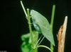 Angular-winged Katydid (Microcentrum retinerve)