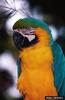 Blue-and-yellow Macaw (Ara ararauna)