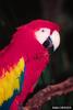 Scarlet Macaw (Ara macao)