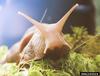 Giant East African Snail (Achatina fulica)