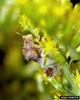 Ambush Bug (Phymata americana)