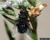 Ambush Bug (Phymata americana)