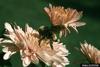 Bumble Bee (Bombus sp.)