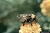 Bumble Bee (Bombus sp.)