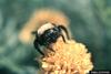 Bumble Bee (Bombus sp.)