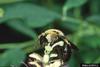 Bumble Bee (Bombus sp.)